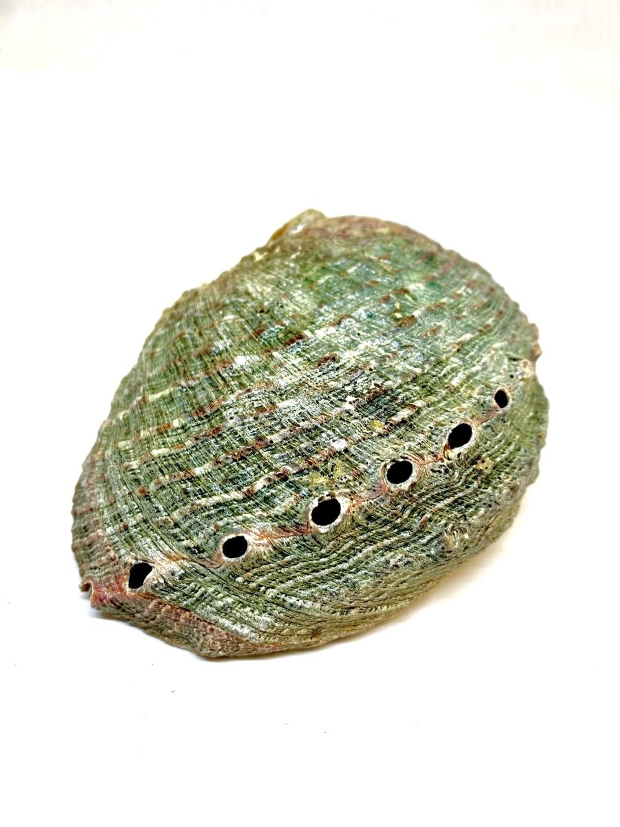 Abalone Shell Incense Holder - Brand My Case
